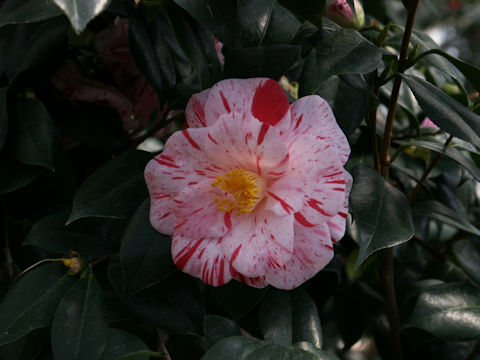 Camellia japonica cv. Murui-shibori