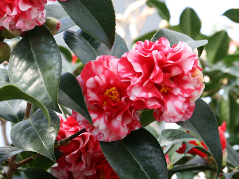 Camellia japonica cv. Mon-jusu