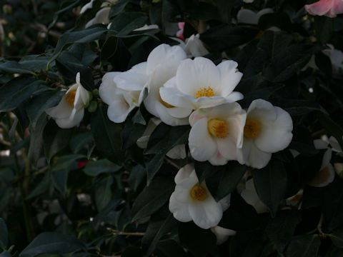 Camellia japonica cv. Yuuzuki