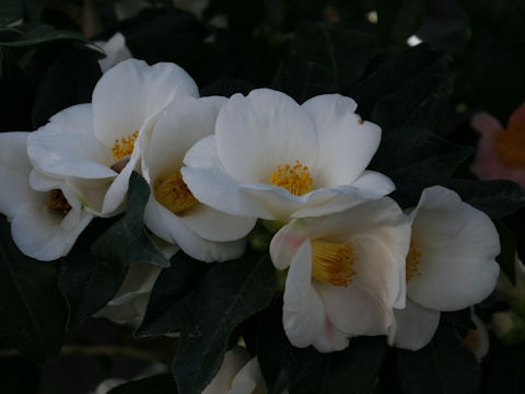 Camellia japonica cv. Yuuzuki
