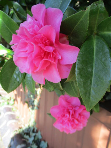 Camellia japonica cv.