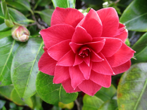 Camellia japonica cv.