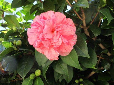 Camellia japonica cv.