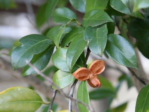 Camellia japonica cv.