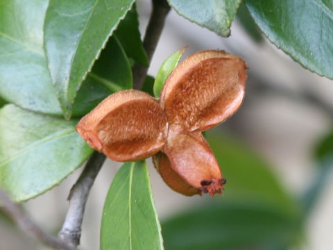 Camellia japonica cv.