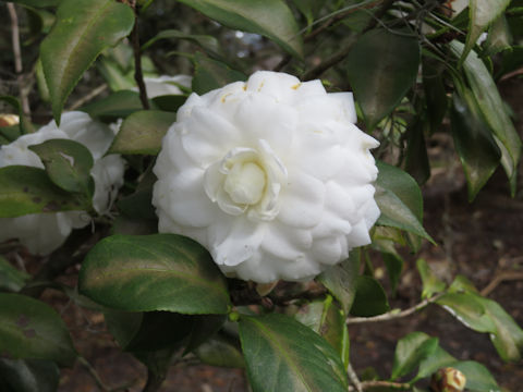 Camellia japonica cv.