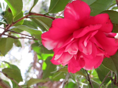 Camellia japonica cv.