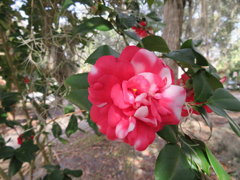 Camellia japonica cv.