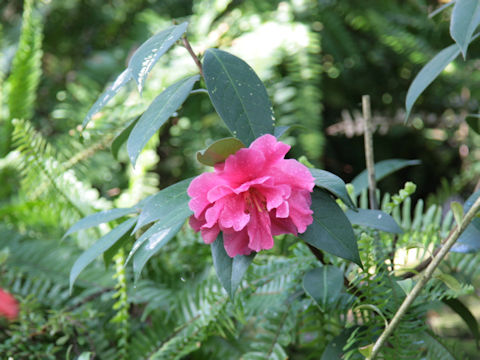 Camellia japonica cv.