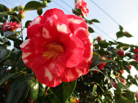 Camellia japonica cv.