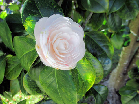 Camellia japonica cv.