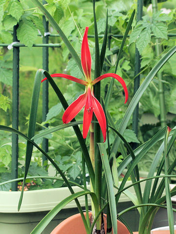 Sprekelia formosissima