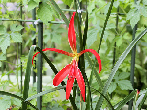 Sprekelia formosissima