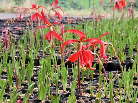 Sprekelia formosissima