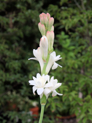 Polianthes tuberosa