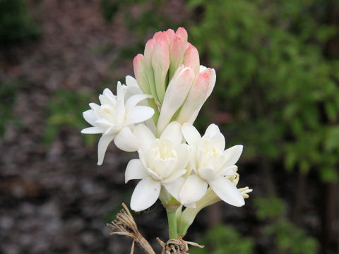 Polianthes tuberosa