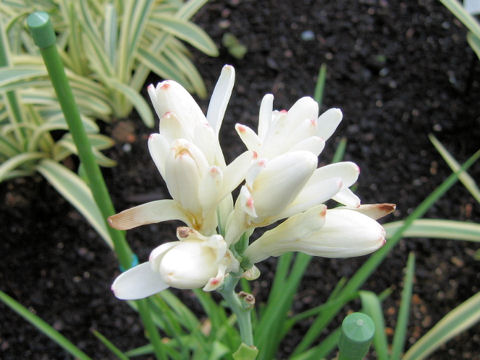 Polianthes tuberosa