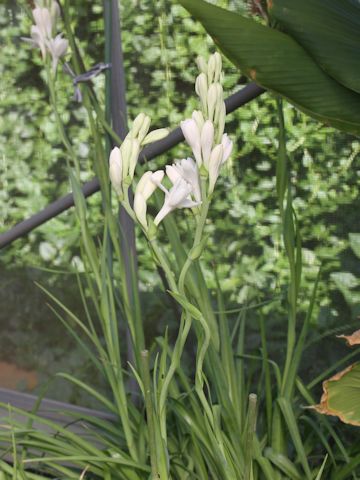 Polianthes tuberosa