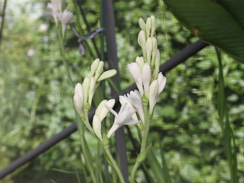 Polianthes tuberosa