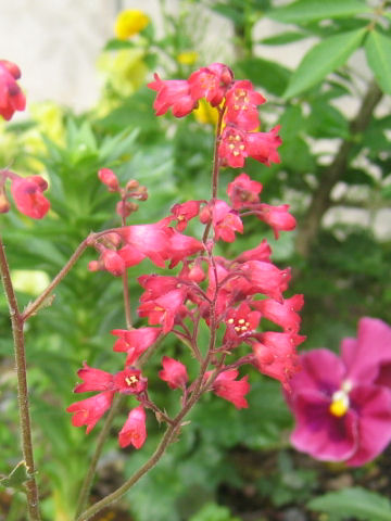 Heuchera sanguinea