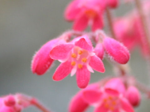 Heuchera sanguinea