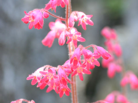 Heuchera sanguinea