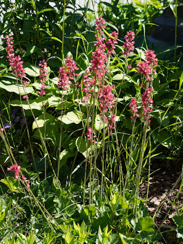 Heuchera sanguinea