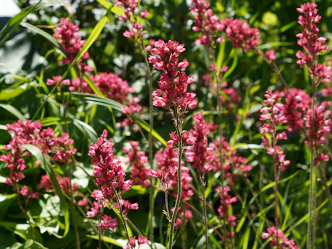 Heuchera sanguinea