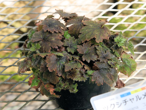 Mitella kiusiana