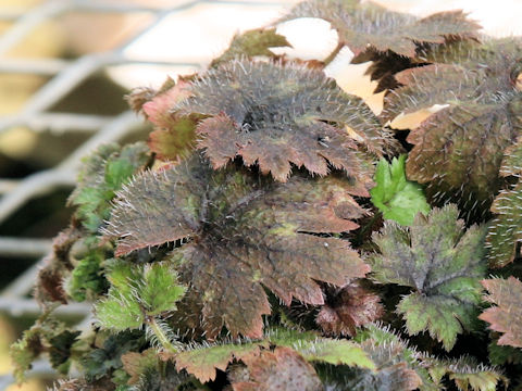 Mitella kiusiana