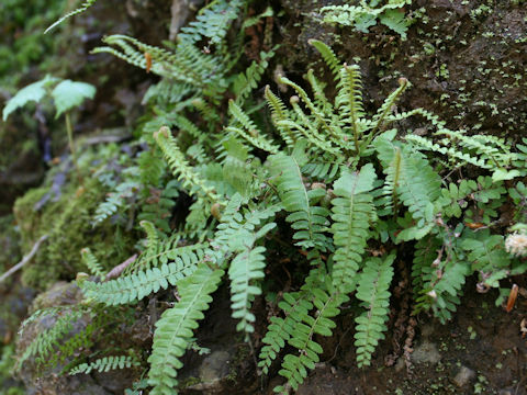 Polystichum craspedosorum