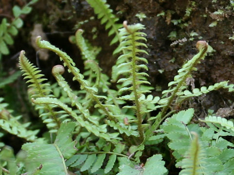 Polystichum craspedosorum