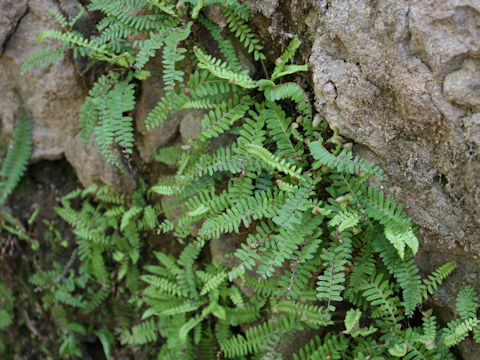 Polystichum craspedosorum