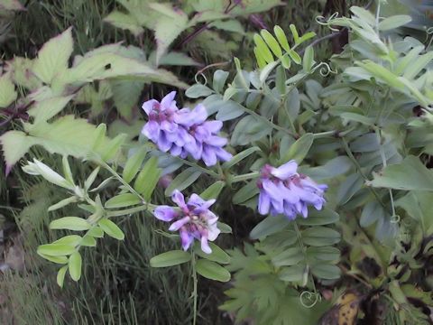 Vicia amoena