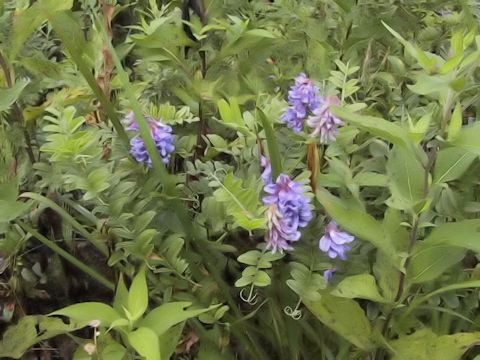 Vicia amoena