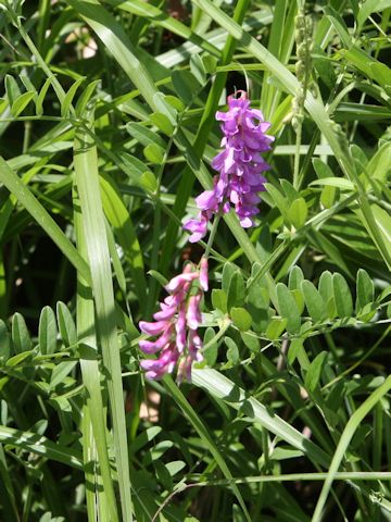 Vicia amoena