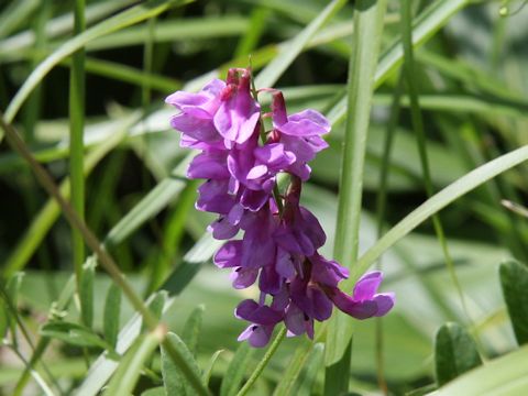 Vicia amoena