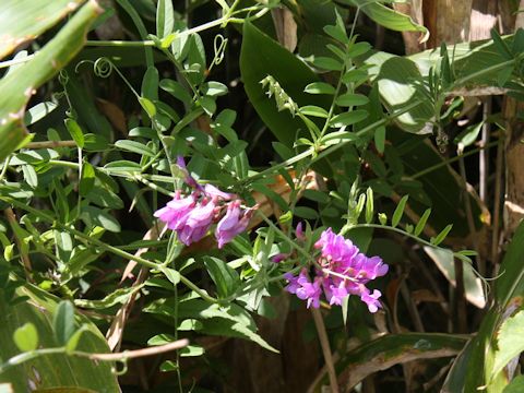 Vicia amoena