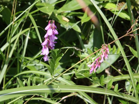 Vicia amoena