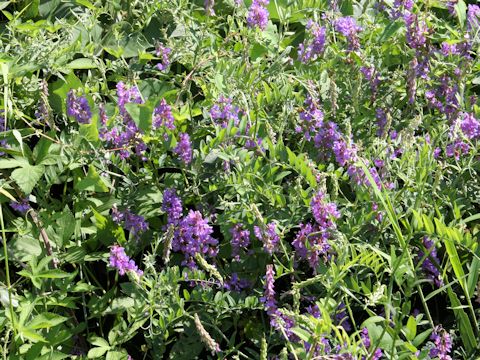 Vicia amoena