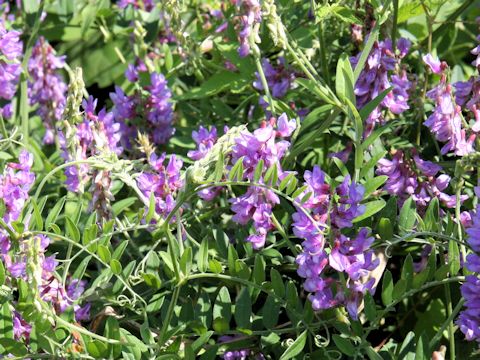 Vicia amoena