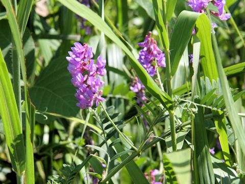 Vicia amoena