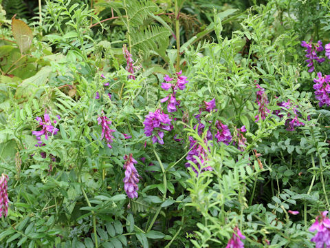 Vicia amoena