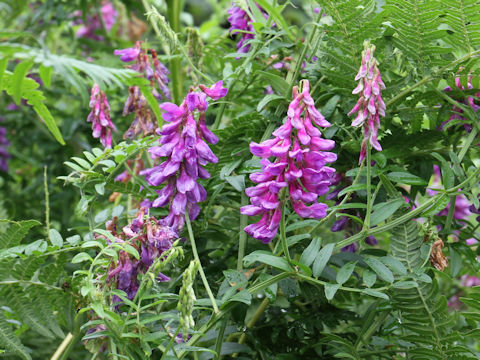 Vicia amoena