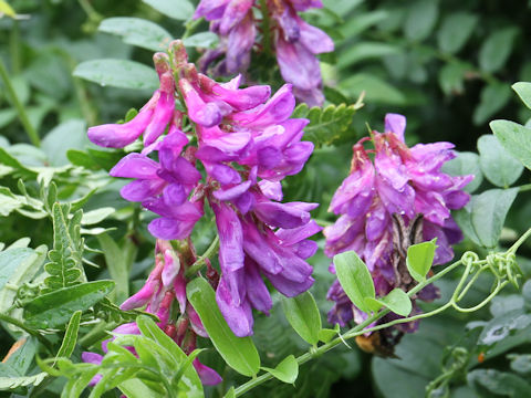 Vicia amoena