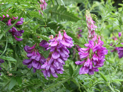 Vicia amoena