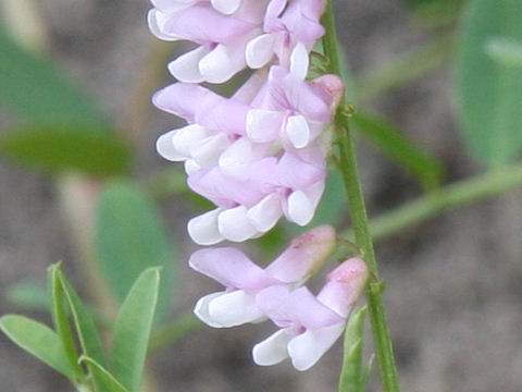 Vicia amoena