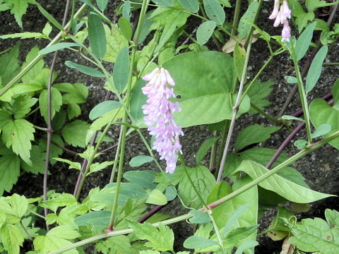 Vicia amoena