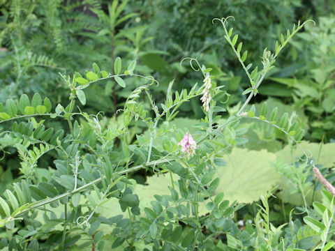 Vicia amoena