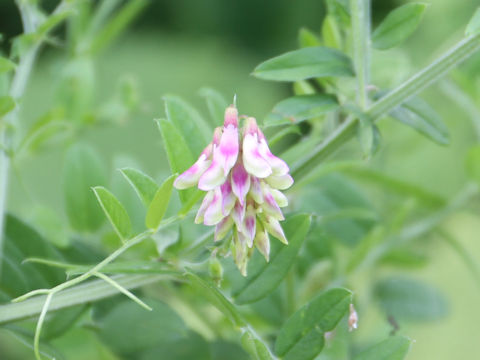 Vicia amoena